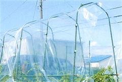 第一ビニール 菜園用雨よけシート 0.05mm×3.0m×5m