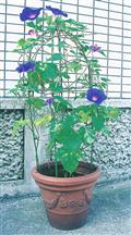 第一ビニール のびーる支柱 花のドーム[植木鉢用]